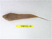 藏品(長崎斜棘(魚銜))的圖片